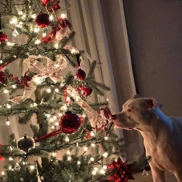 Meet your Posher, Bren - Picture 1 of 1